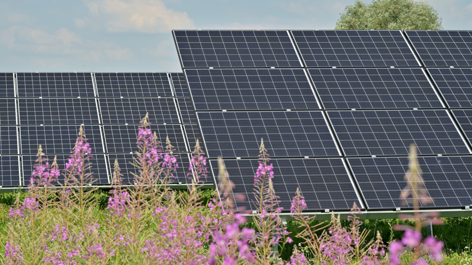 Solar panels standing on a field with purple flowers in the foreground 