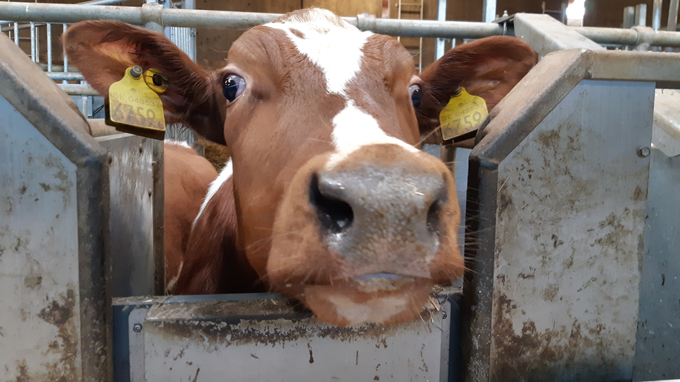 Closeup of a brown cow with white markings in the face and a yellow tag in each ear.