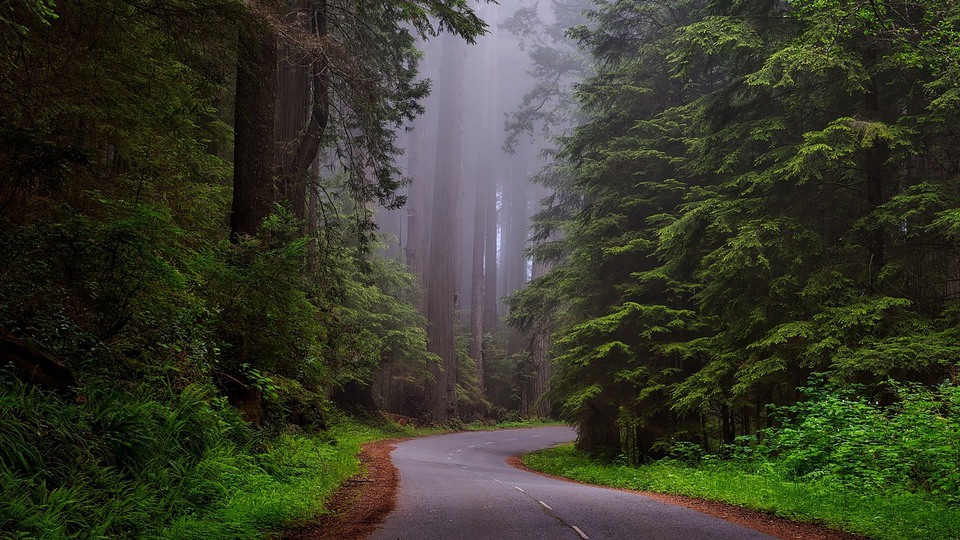 A foggy country road through the forest