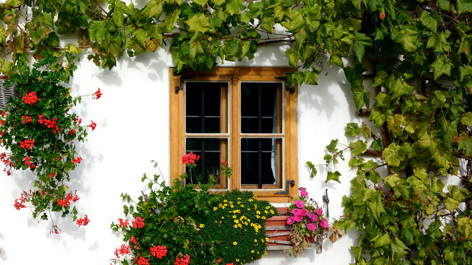 A white wall of a house with two windows with wooden frames. A lot of ivy growing on teh wall, som red flowers in flower boxes. Piles of firewood on the ground.