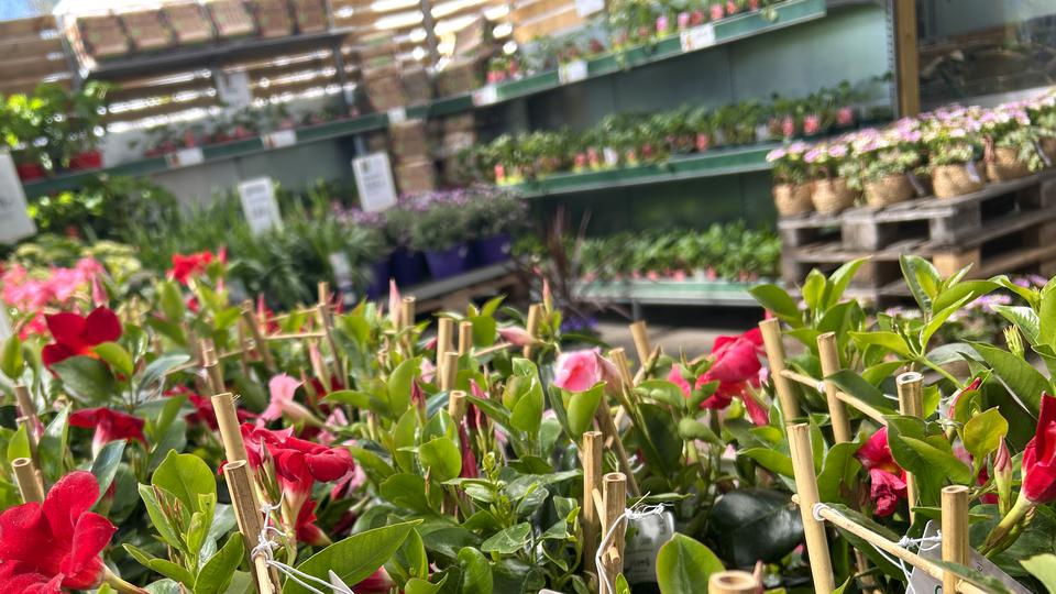 En handelsträdgård med växter som är utplacerade på olika hyllor