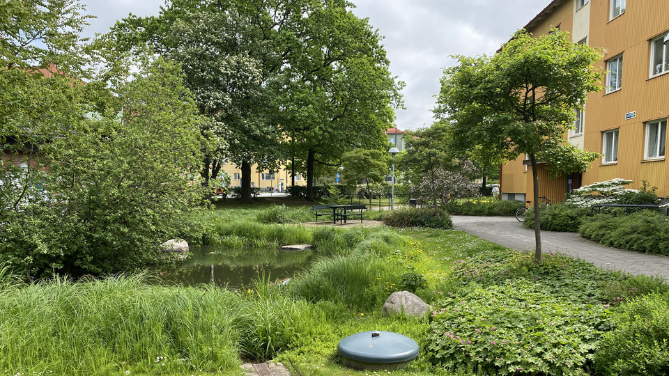 Exempel på klimatanpassning med blågröna lösningar i bostadsområdet Augustenborg i Malmö. Fastigheter som tidigare ofta drabbades av översvämningar från ett överfyllt avloppssystem har förnyats med dräneringssystem inklusive vattenkanaler och fördröjningsdammar som leder bort regnvatten. 