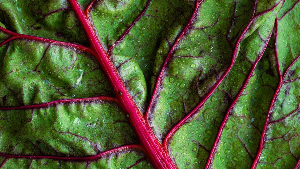 CLose-up of a green leaf with pink structures