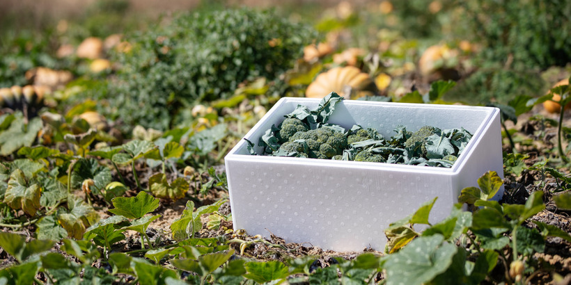 Vegetable box made from styrofoam, containing broccoli, on a field