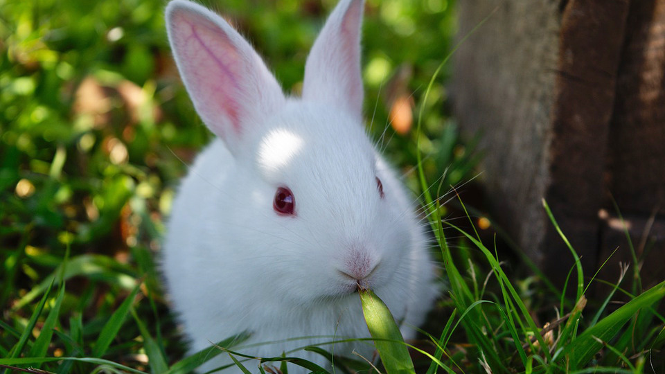 A white rabbit sitting in the grass.
