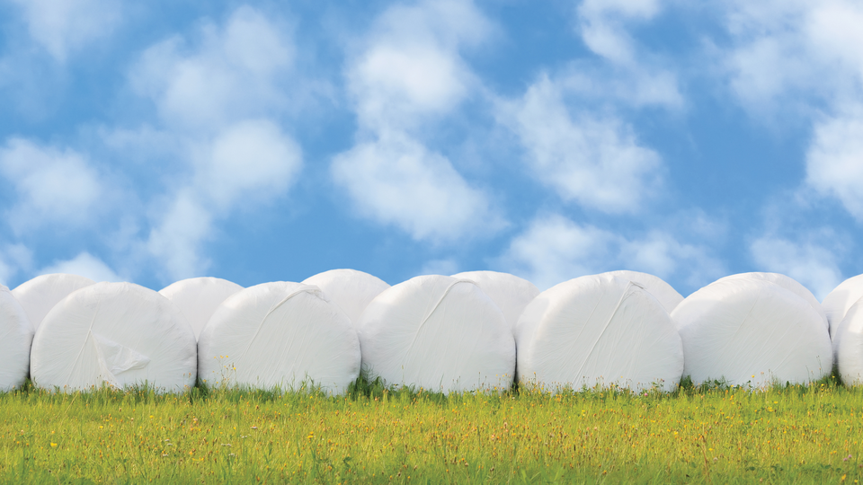 White plastic wrapped silage bales in a grassland under a bright summer sky.