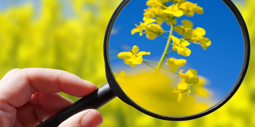A hand holding a magnifying glass, focusing on a canola flower, with blurred flowers in the background. 