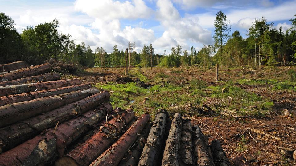 Avverkade träd ligger på hög vid ett hygge
