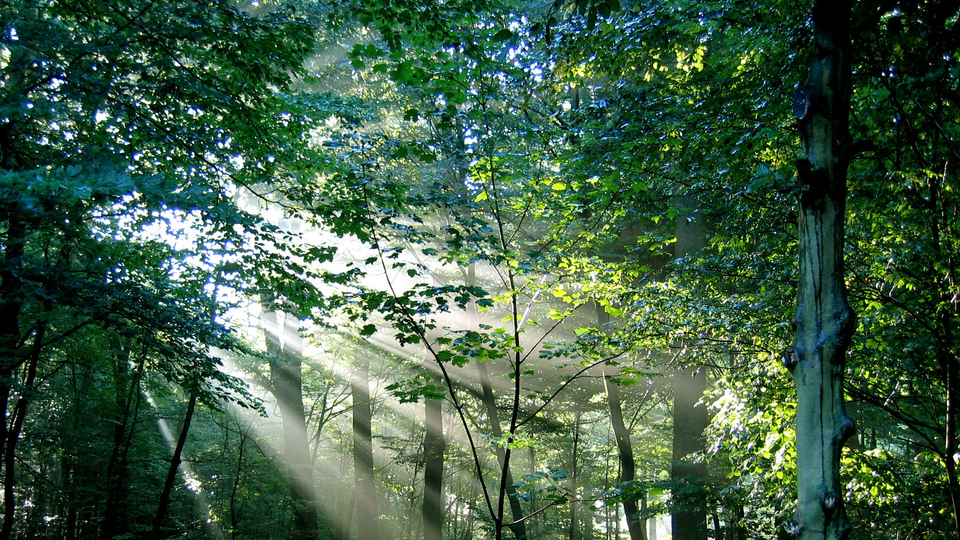 Solstrålar som strålar genom lövverk i en skog