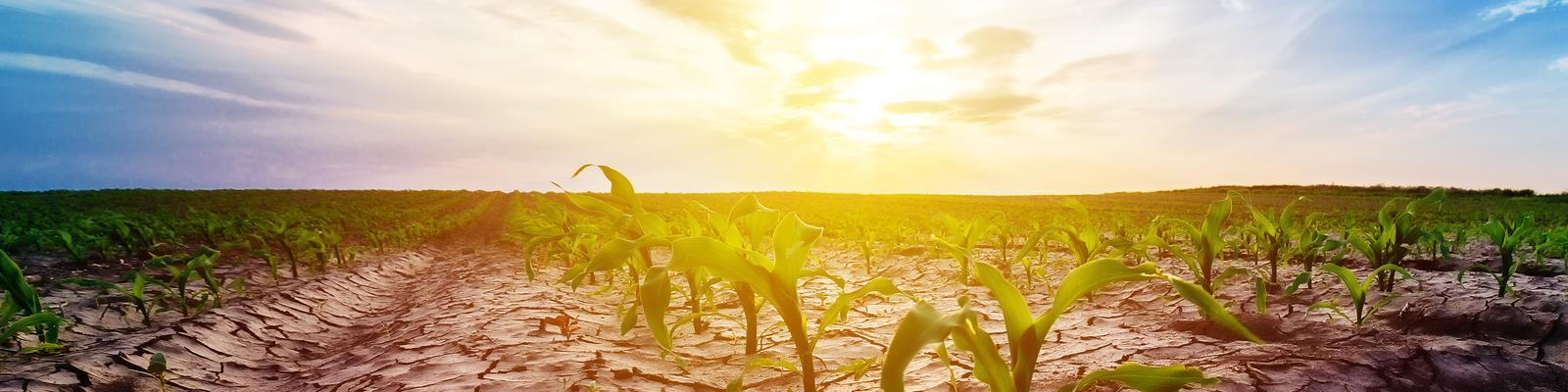 Drought in cultivated corn maize crop field. 
